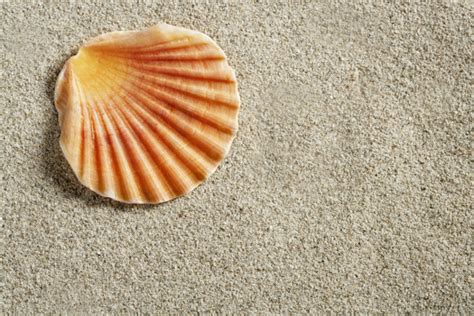 Clam Shell Stock Photos Royalty Free Clam Shell Images Depositphotos