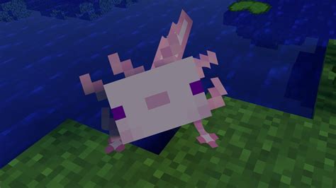 Axolotl Swims Minecraft Animation Youtube