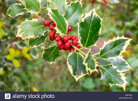 Holly Ilex Aquifolium Branch With Bright Red Berries Christmas Plant