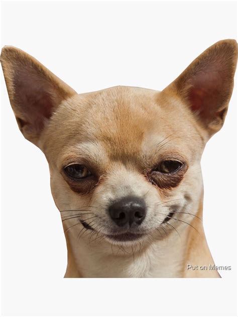 Smirking Chihuahua Dog Meme Sticker For Sale By Putonmemes Redbubble