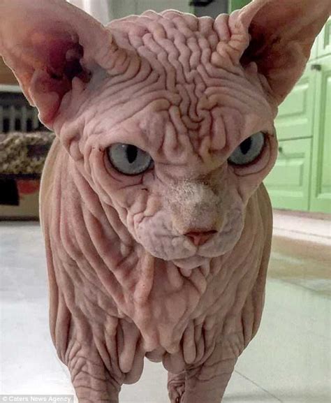 As Well As Sandra And Her Two Other Sphynx Cats Xherdan Also Shares