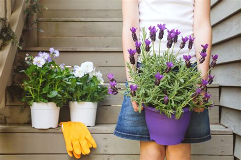 The 14 Must Know Tips For Growing Lavender Plants Indoors Two Peas In