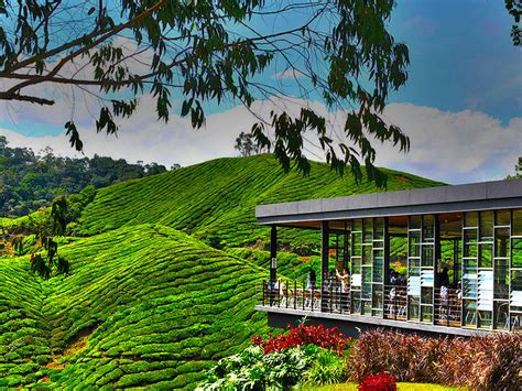 Cameron Highland Tour From Kuala Lumpur