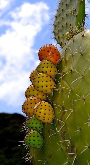 There is no x indication to pick it up and the cactus itself is immune to damage. Did you know some cactus are edible? It's a part of ...