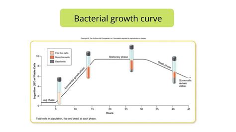 The Human Growth Curve Is Best Described As Being