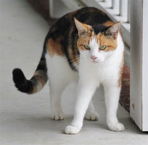 18 Japanese Calico Cat Paling Baru