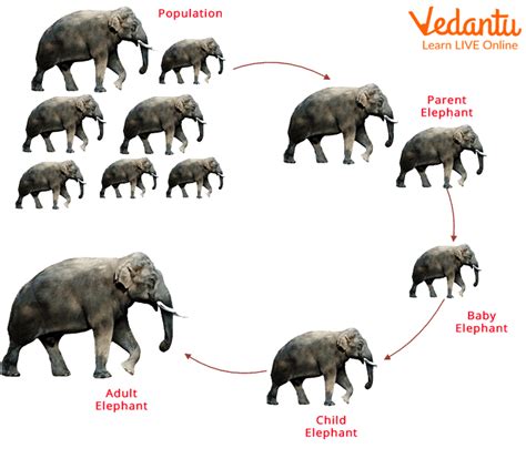 About Elephants Life Cycle Characteristics Habitat And Diet