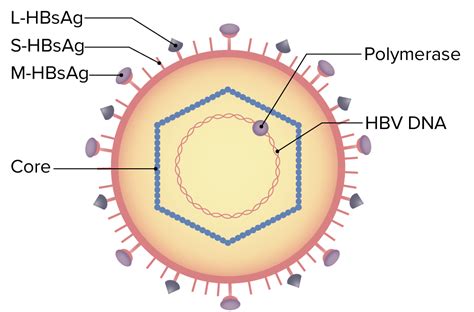 Virus De La Hepatitis B Concise Medical Knowledge