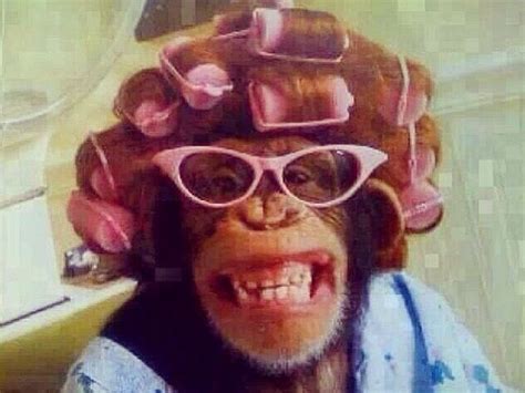 Smiling Monkey Chimpanzee Win Pink Hair Rollers Curlers Pink