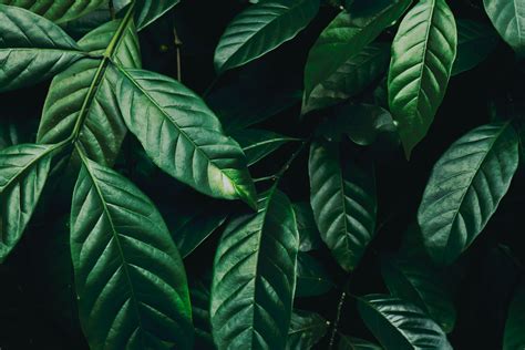 Close Up Photo Of Green Leafed Plant · Free Stock Photo