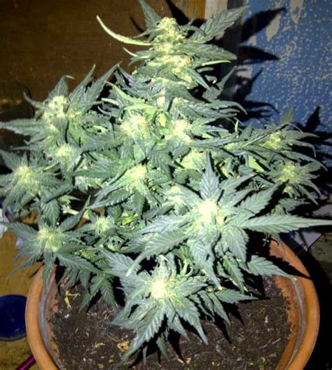 A blue spectrum grow light is ideal for thriving while it would not bring much progress to the plants in the flowering phase. Photoperiod vs Autoflowering Marijuana Strains by ...