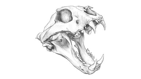 Artstation Tiger Skull Drawing