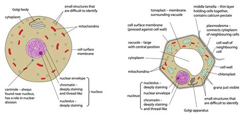 Plant Cell Organelles And Functions