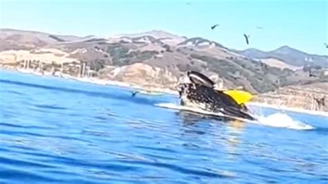 Humpback Whale Almost Swallows 2 Kayakers Off California Coast Fox News