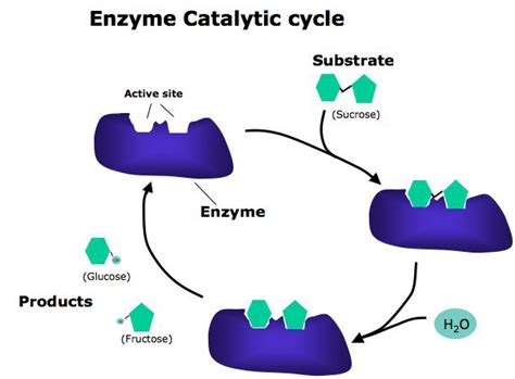 Catalic Cycle Of Enzyme Action