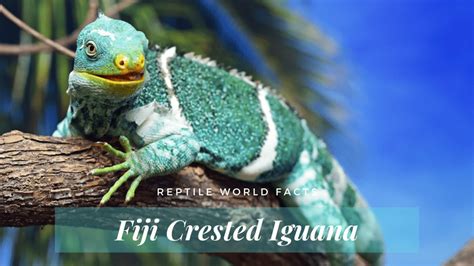 Top 10 Fiji Crested Iguana Facts A Beautifully Bright Iguana