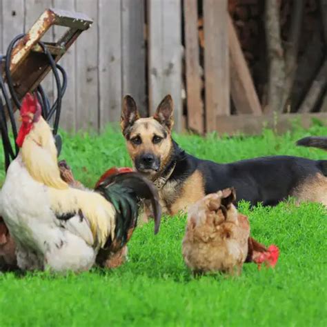 A Basic Guide To Chicken Allergies In Dogs Kip And Twiggys