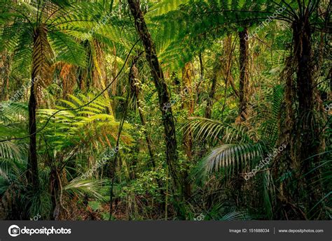 Tropical Jungle Greenery — Stock Photo © Stillfx 151688034