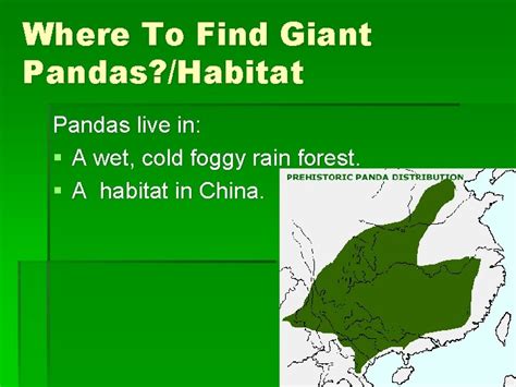 Giant Pandas Where To Find Giant Pandas Habitat