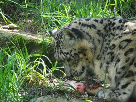 Snow Leopard Eating By Kazuma52 On Deviantart