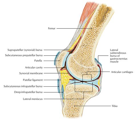 Knee Anatomy Bursitis Human Anatomy
