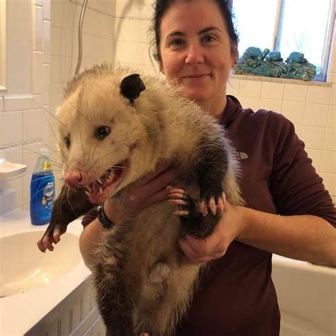Largest Opossum Hot Sex Picture