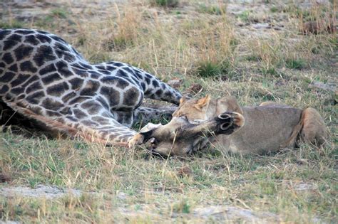 A Lioness Latches Onto The Giraffe As Another Lion Tries To Help