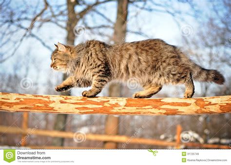 Cat In Winter Stock Image Image Of Pedigree Cuddly