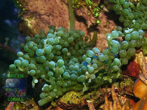 Caulerpa Racemosa Green Corals Algen