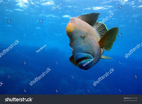 Marine Life In The Red Sea Stock Photo 80512738 Shutterstock