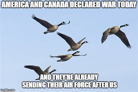 Flying Canada Geese Meme Imgflip