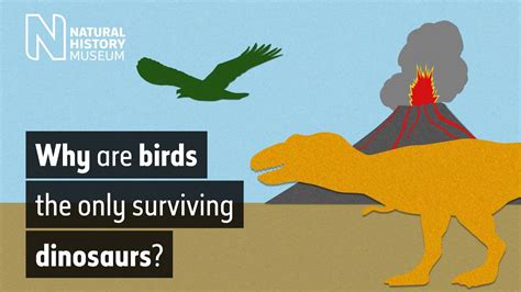 Why Are Birds The Only Surviving Dinosaurs Natural History Museum Youtube