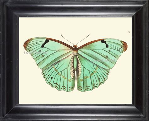 Butterfly Print Botanical Art Print Nod430 Beautiful Antique Illustrat