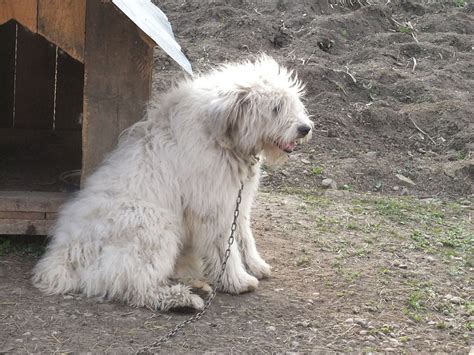 Câinele Ciobănesc Mioritic O Rasă Originară Din Romania Familistro