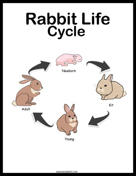 Rabbit Life Cycle Diagram Images And Photos Finder