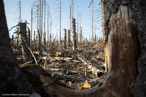 Greenpeace Argentina As Es Como La Destrucci N De Bosques Aumenta