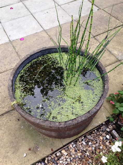Posted by 2 days ago. How to make a mini wildlife pond - The Middle-Sized Garden | Gardening Blog
