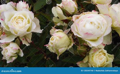 Miniature White Roses Stock Photo Image Of Bright 128349748