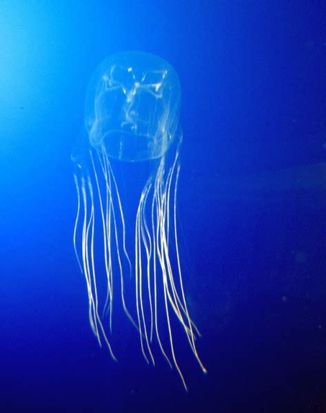 Teenage Boy Dies From Box Jellyfish Sting At North Queensland Beach