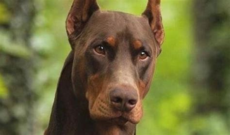 14 Cool Facts You Didnt Know About The Doberman Page 2 Of 3 Petpress