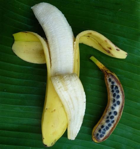 The Domestication Of The Banana Is The Process That Transformed Fruits Full Of Seeds Into
