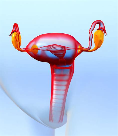 Female Reproductive System Artwork Photograph By Roger Harris My XXX