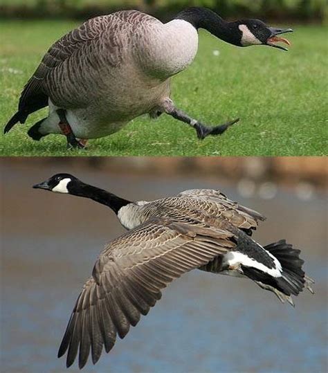 694 973 tykkäystä · 5 229 puhuu tästä · 4 657 oli täällä. Canada Goose - Plucky Honker | Animal Pictures and Facts ...