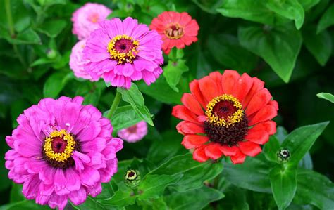 How To Grow Zinnias From Seeds Guide And Steps To Propagation