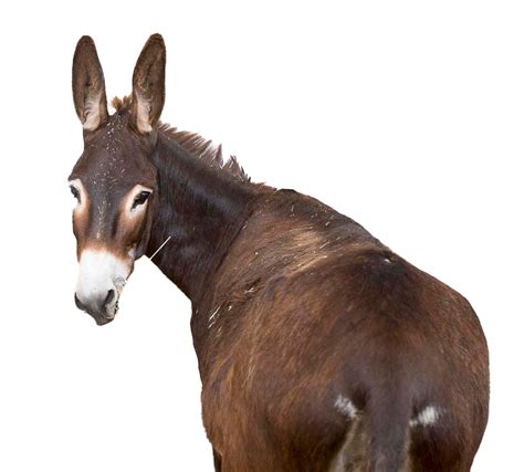 Donkey Png Clipart Png Mart