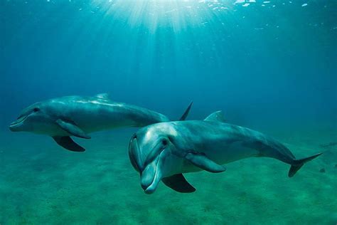 Дельфины Черного моря — Описание видов образ жизни