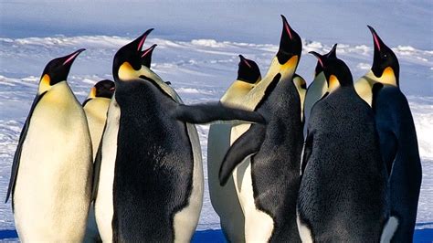 Emperor Penguins Fight Over Mate Bbc Earth Youtube