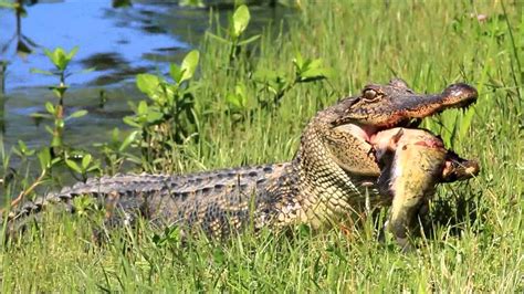An American Alligator Gets Out Of The Water With Its Prey A Catfish