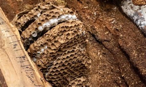 Asian Giant Murder Hornet Nest Found In Washington Contained More Than 70 Queens Video