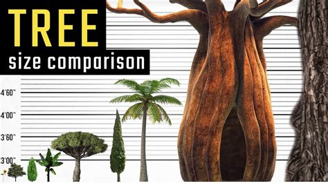Tree Size Comparison The Biggest Trees On Earth World Info Youtube